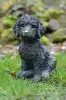 Artikelbild 2 des Artikels “Cockapoo – Bronzeoptik, ca. 19 cm “